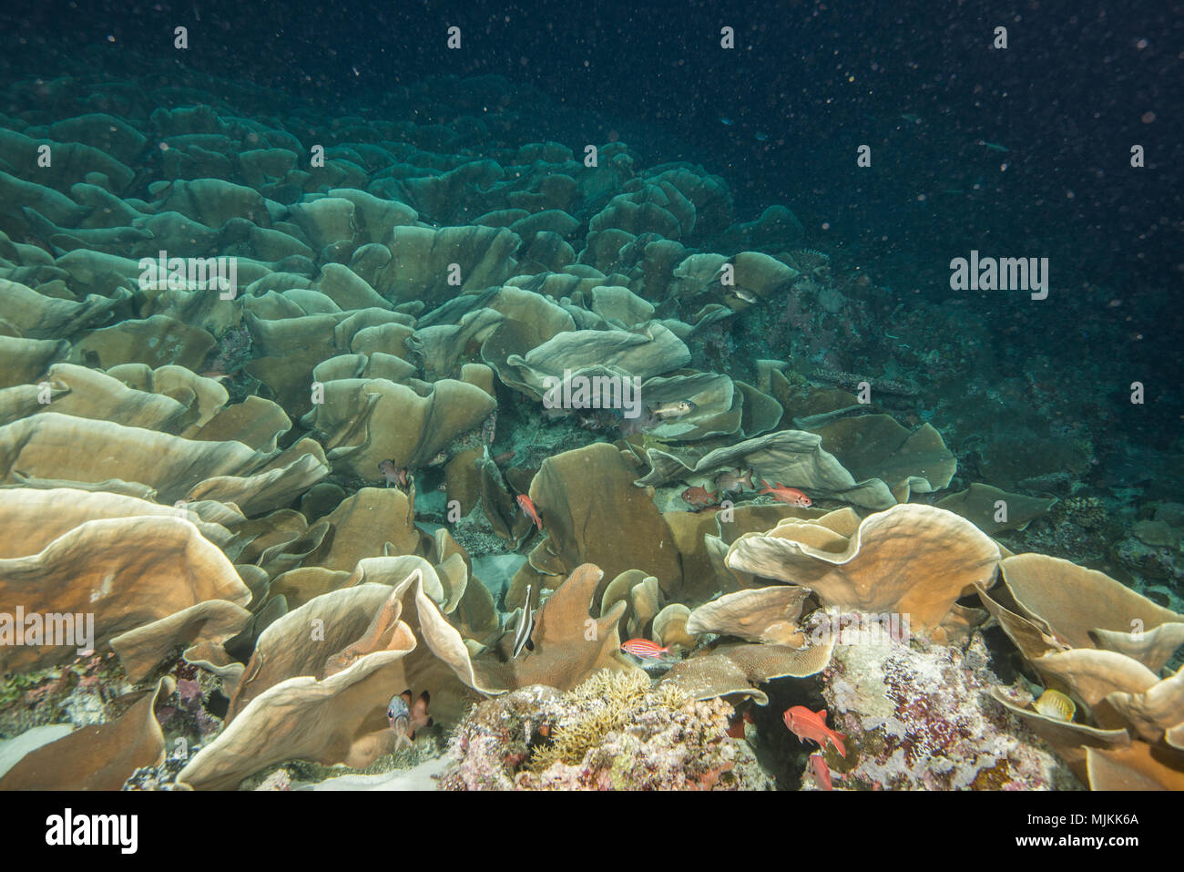 Große Kolonie von Kohl coral an Ulong Channel, Palau Stockfoto