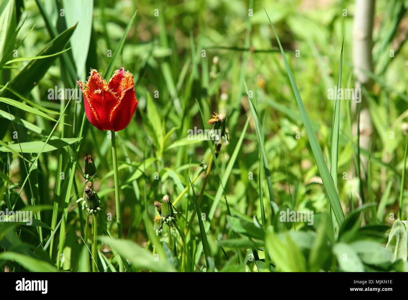 Schöne Tulpen wird wild auf den Feldern und in alten Gärten wachsen. Stockfoto