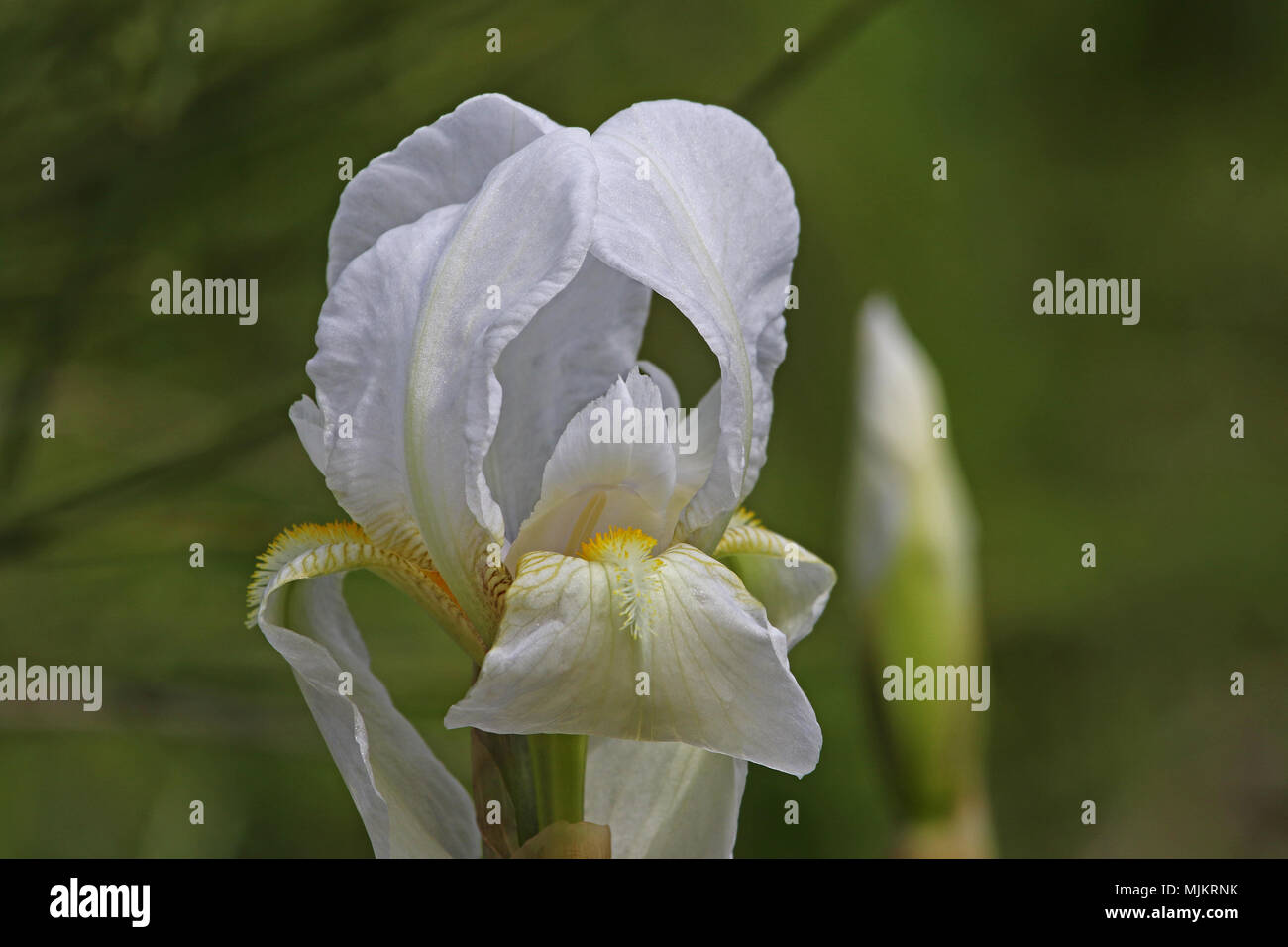 Weiße Flagge Iris oder bärtigen Iris Blume sehr nahe Lateinischer Name pogoniris von iridaceae Familie in Italien im Frühjahr Stockfoto
