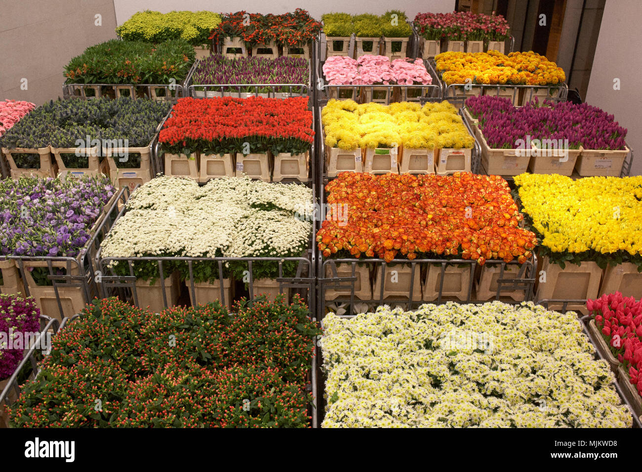 Schnittblumen in Lagerregalen Stockfoto