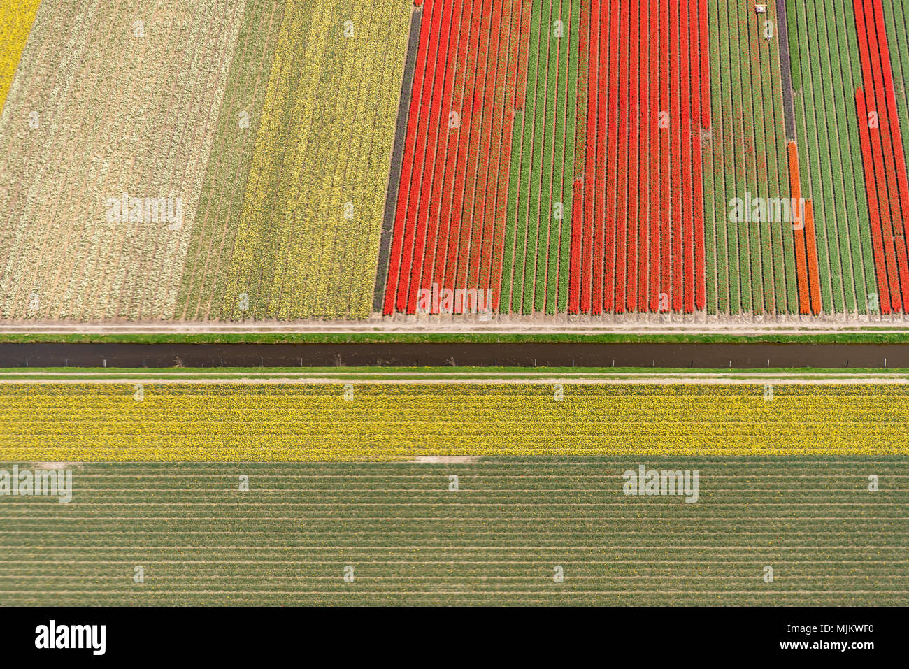 Luftaufnahme von Tulpen in einer Blume Glühlampe Feld in Niederlande Stockfoto