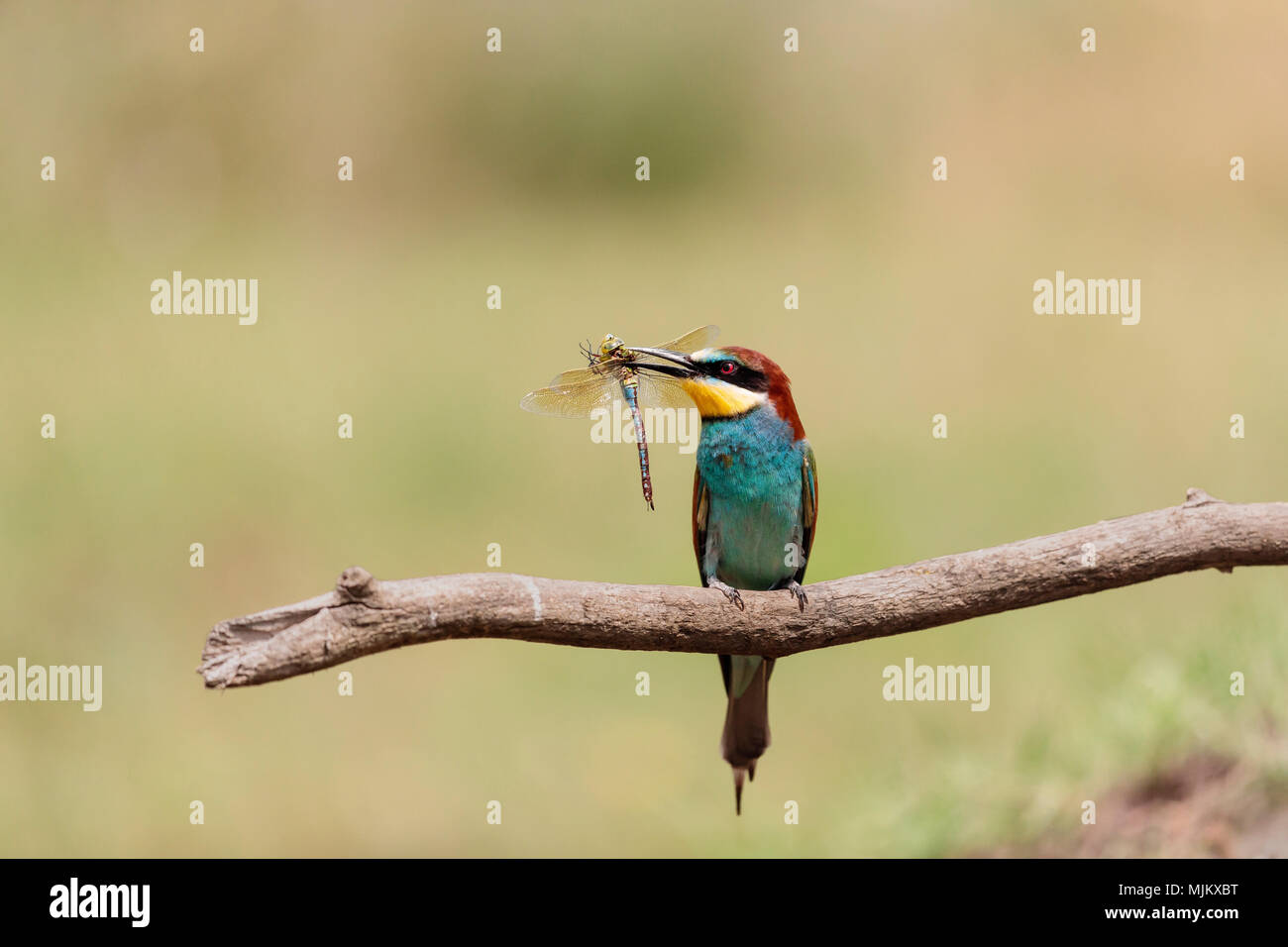 Bee-eater mit einer Libelle im Schnabel Stockfoto