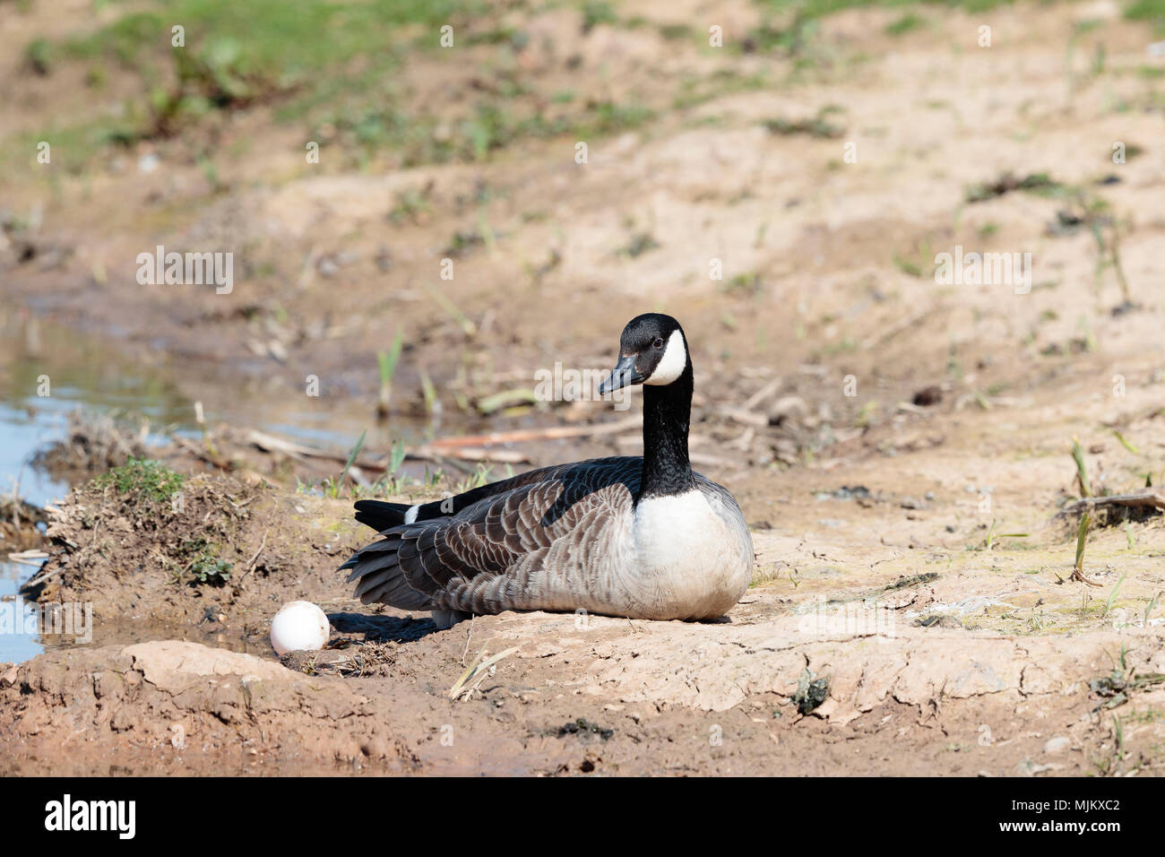 Kanada Gans mit einem Ei an einem See in Norfolk, England Stockfoto