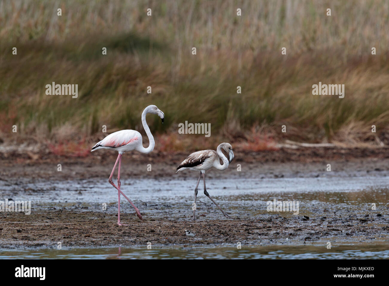 Mehr Flamingo und Küken in der Camargue Frankreich Stockfoto