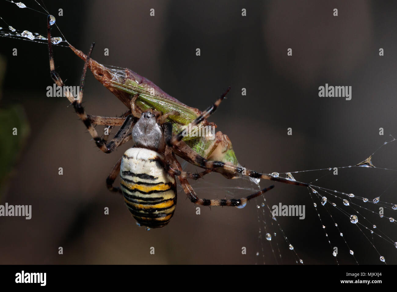 Wasp Spider (Argiope Bruennichi) mit Grasshopper Beute Stockfoto