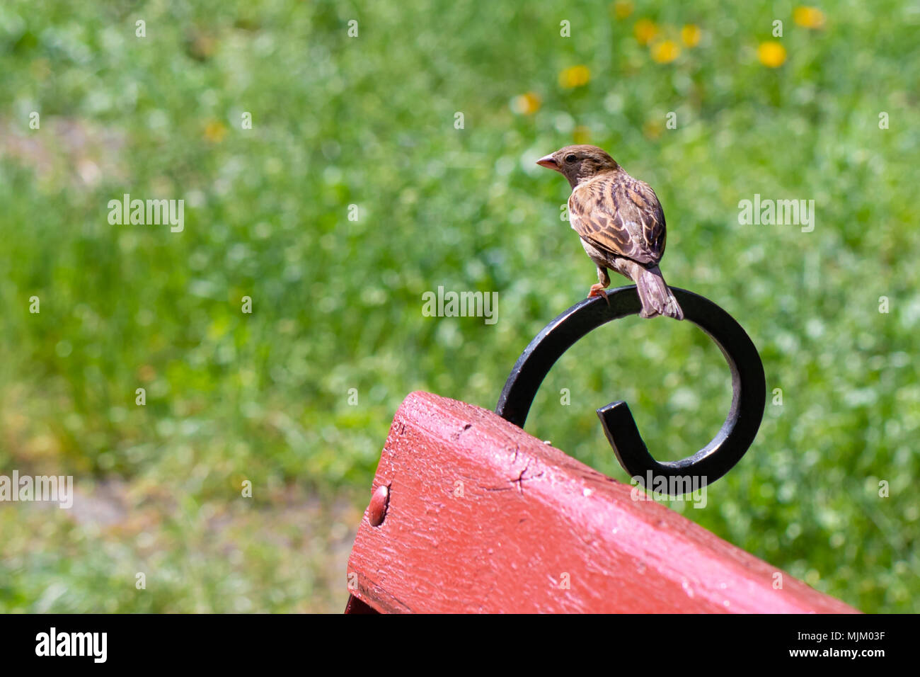 Haussperling steht auf einer Bank in einem Park. Verschwommene grüne Gras auf dem Hintergrund. Stockfoto