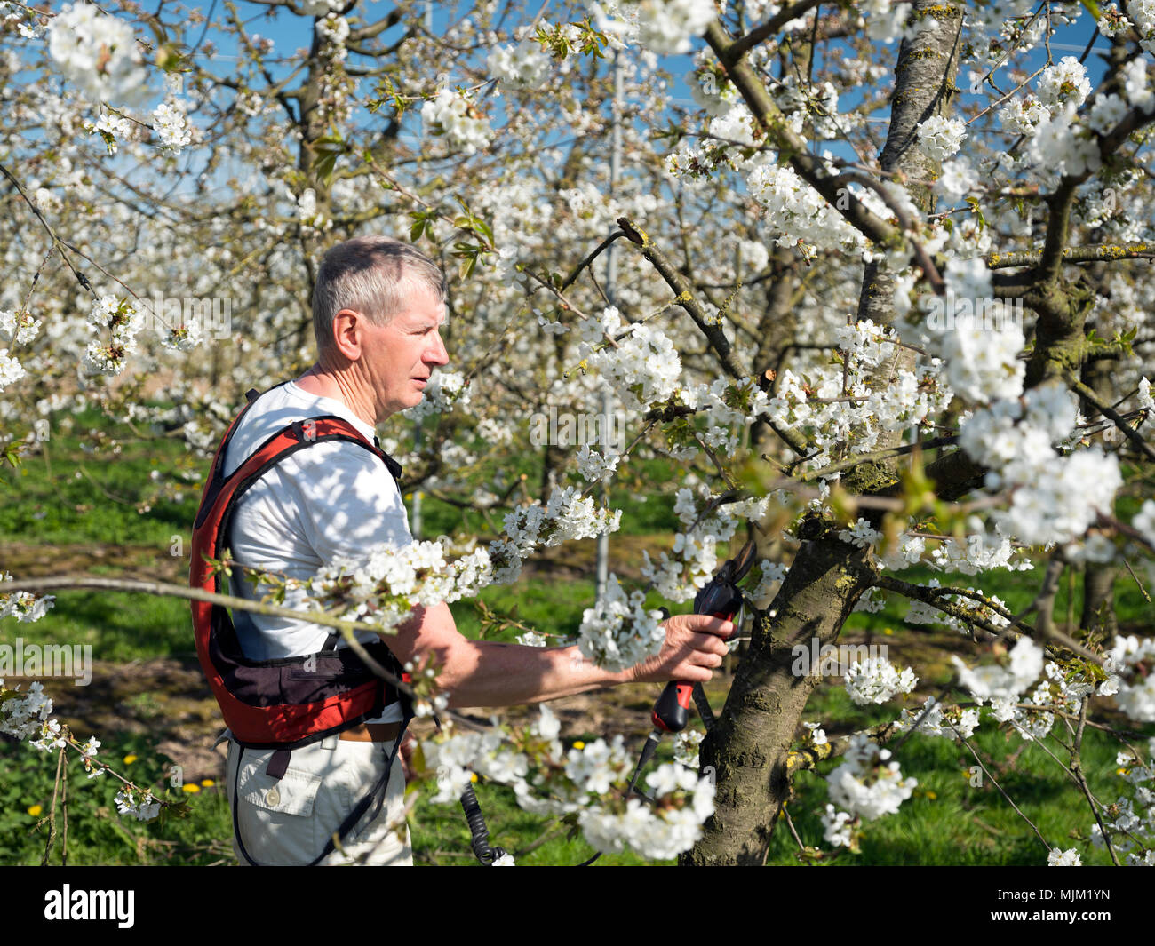 Landwirt Pflaumen Feder die Kirschbäume in voller Blüte in den Niederlanden in der Nähe von Utrecht Stockfoto