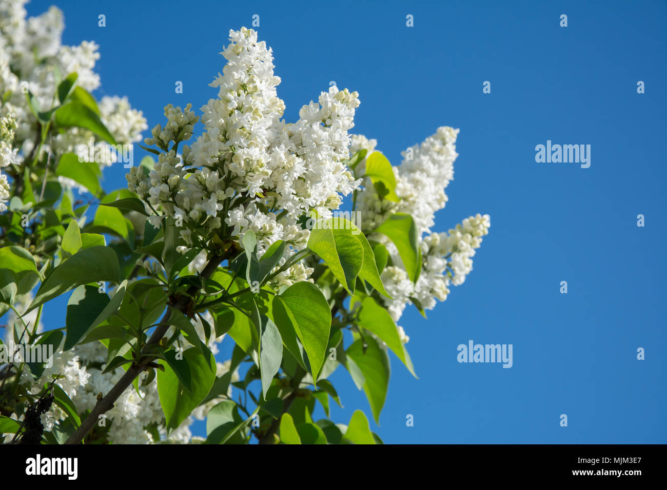Nahaufnahme der weiße Flieder in voller Blüte. Stockfoto