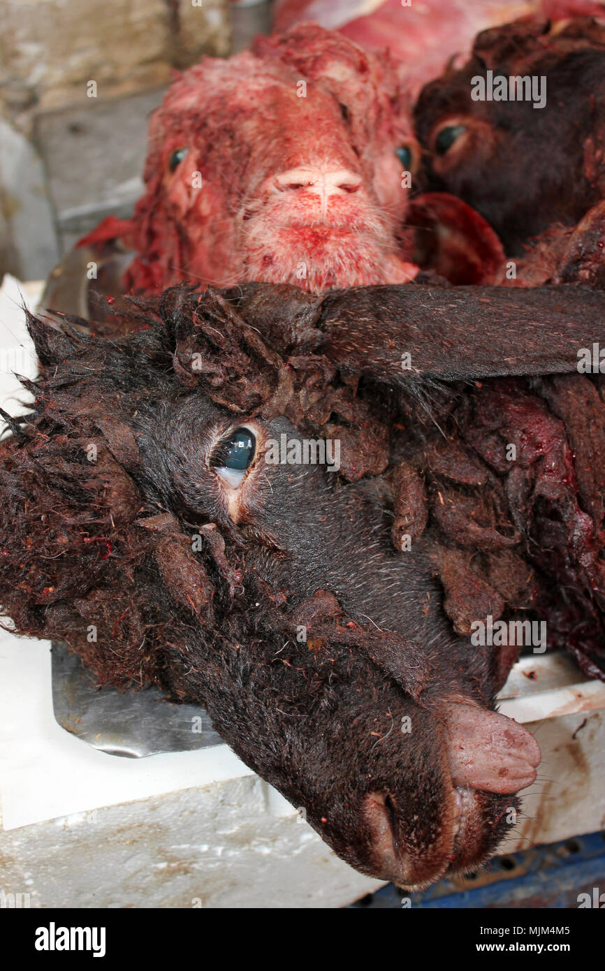 Sheeps Head für den Verkauf in den marokkanischen Medina von Fes Stockfoto