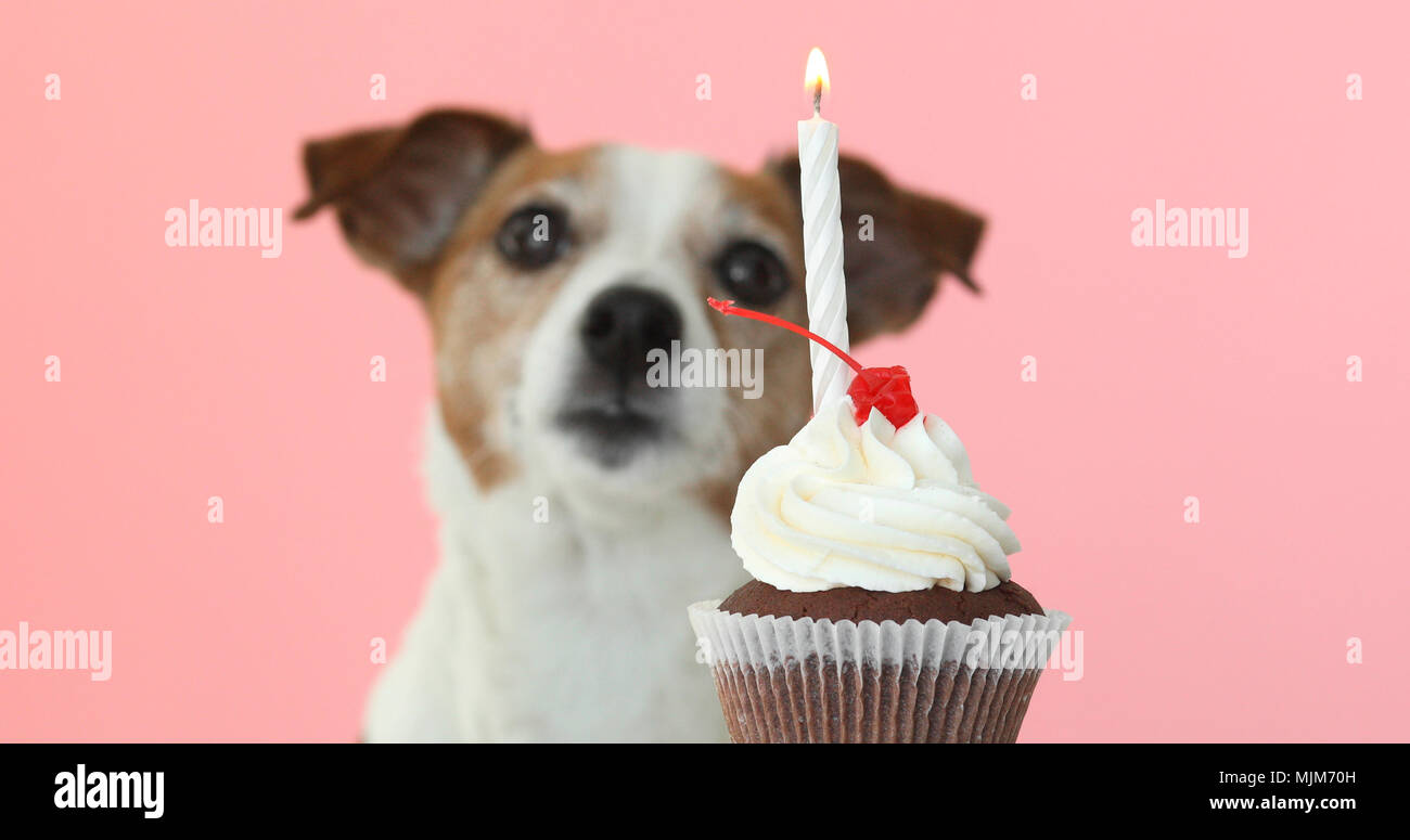 Jack Russell Hund an der Kerze in Kuchen Stockfoto