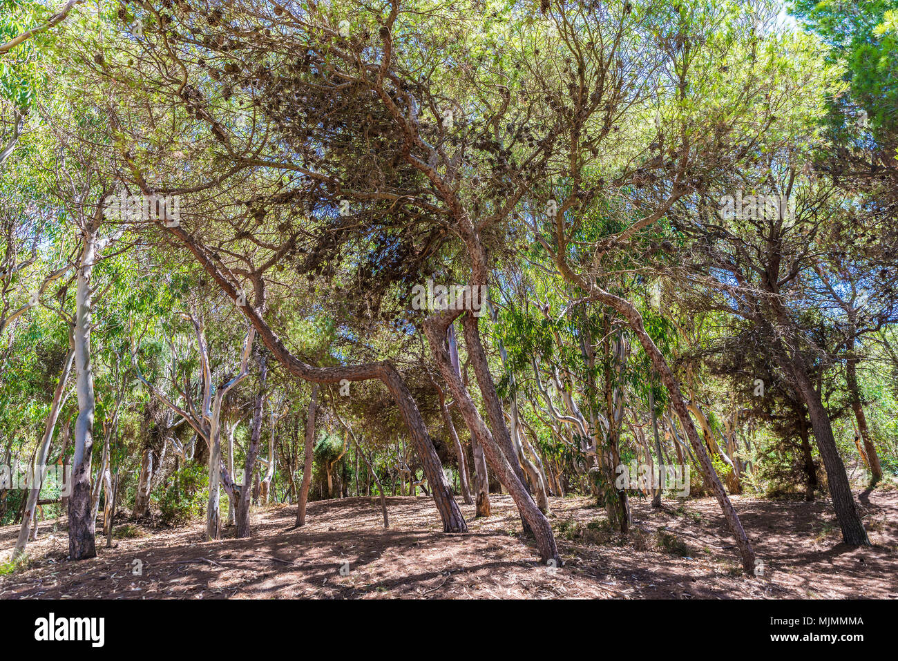 Mediterranen Wald neben der Küste von Sizilien, Italien Stockfoto