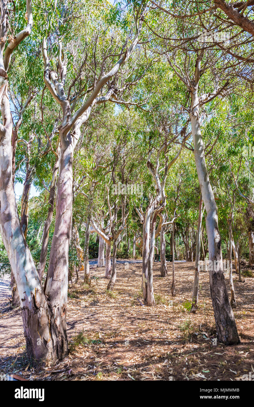Mediterranen Wald neben der Küste von Sizilien, Italien Stockfoto