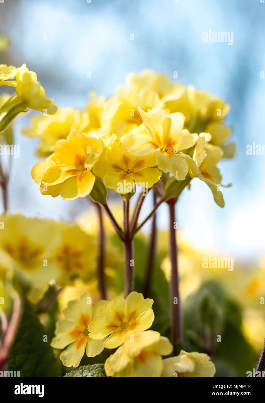 Schöne Primula Vulgaris Blumen blühen im Sommer Sonnenschein und Kaskadierung über Felsen in einem traditionellen Englischen Garten in Großbritannien Stockfoto