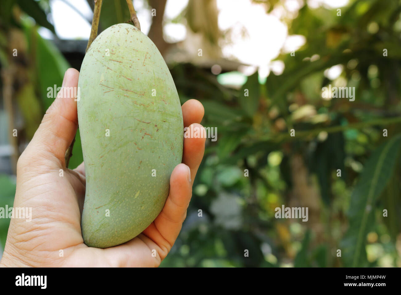 Hand halten Mangos khiaosawoey sorgfältig durchführen, die auf dem Baum. Stockfoto