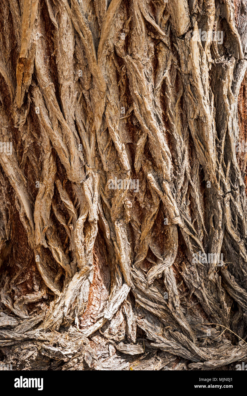 Grob strukturierte Rinde auf alten Pappel (Populus canescens); Vandaveer Ranch; Salida, Colorado, USA Stockfoto