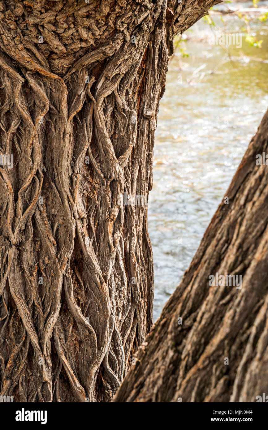 Grob strukturierte Rinde auf alten Pappel (Populus canescens); Little Arkansas River; Salida, Colorado, USA Stockfoto