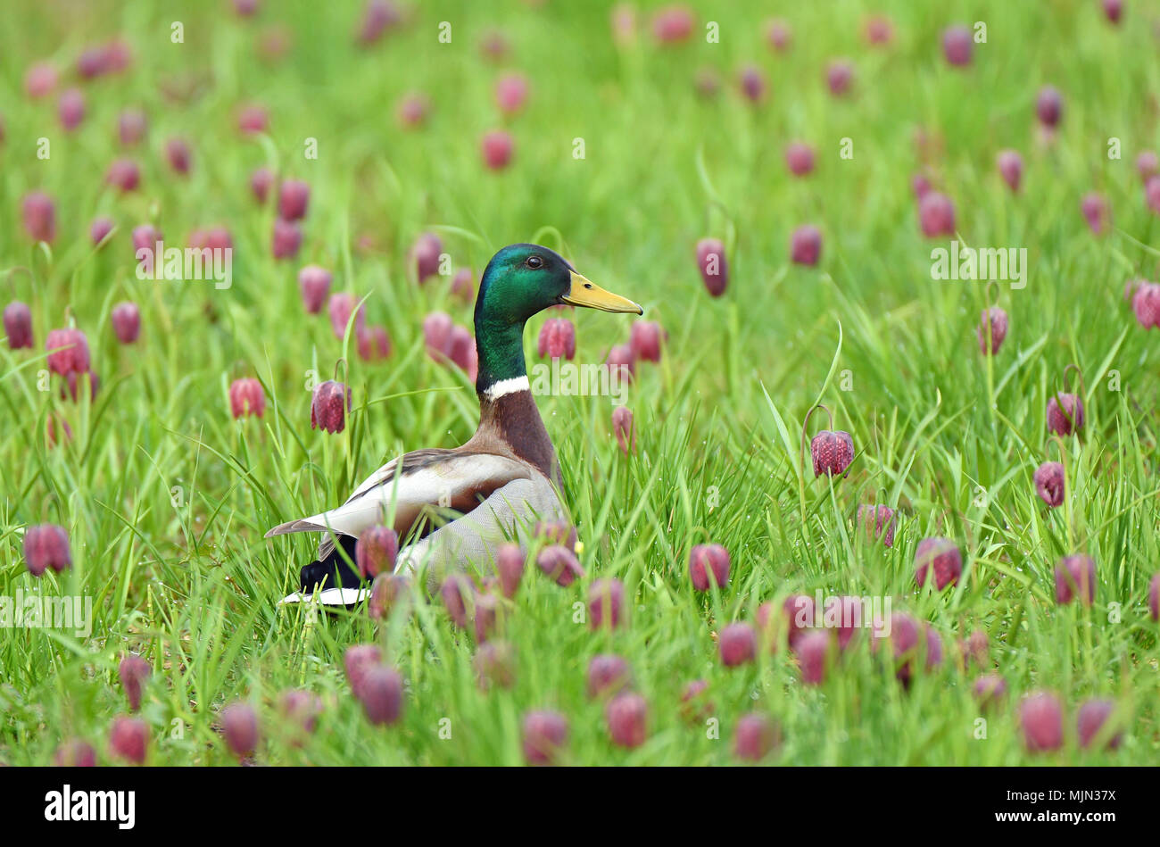 Dabbling Duck ansehen unter Schlangen Kopf fritillary Blumen Stockfoto