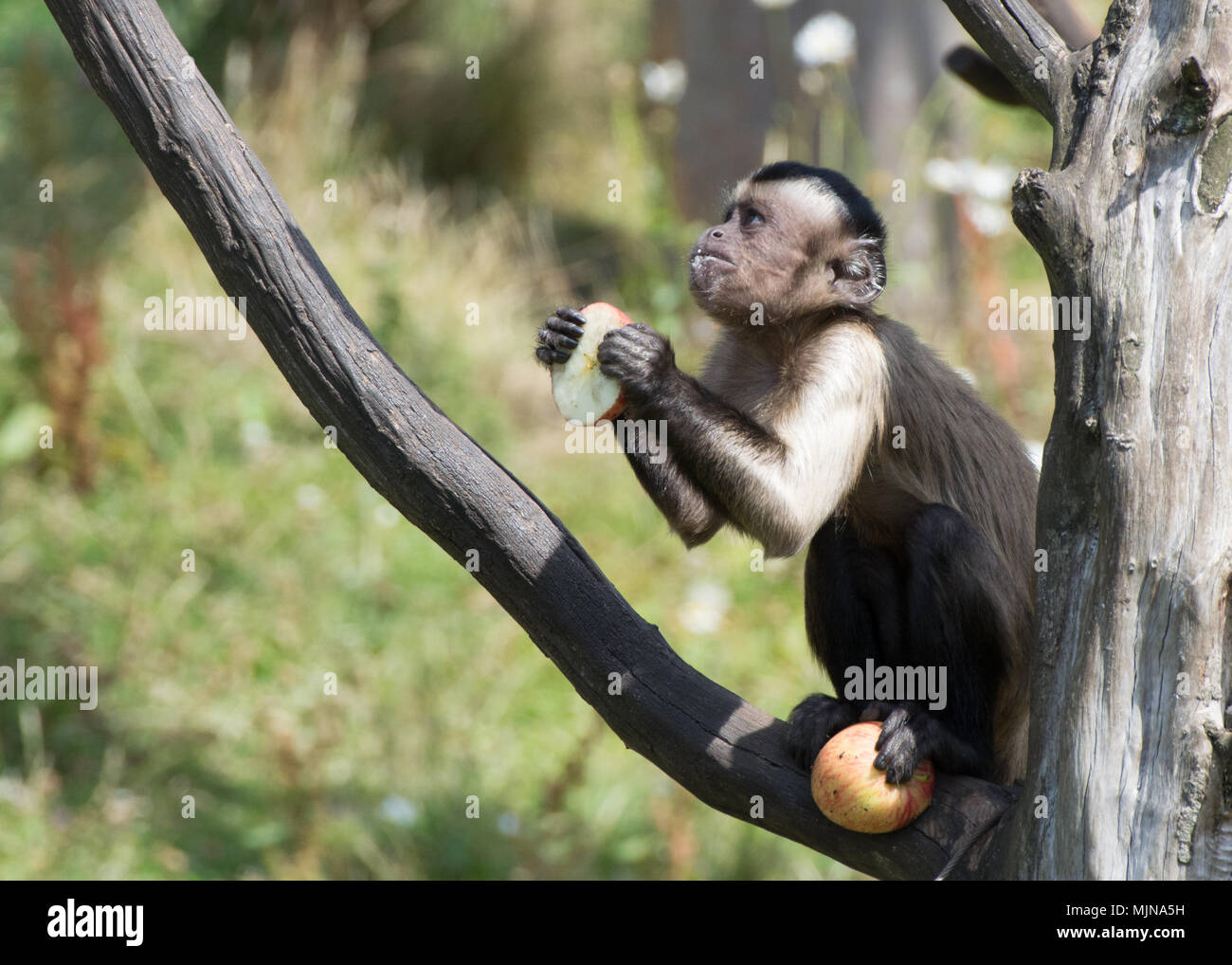 Getuftete Kapuziner Affen sitzen auf Zweig mit einem Apfel in der Hand und die andere in einem Fuß, nach oben, als ob im Gebet am Edinburgh Zoo Stockfoto