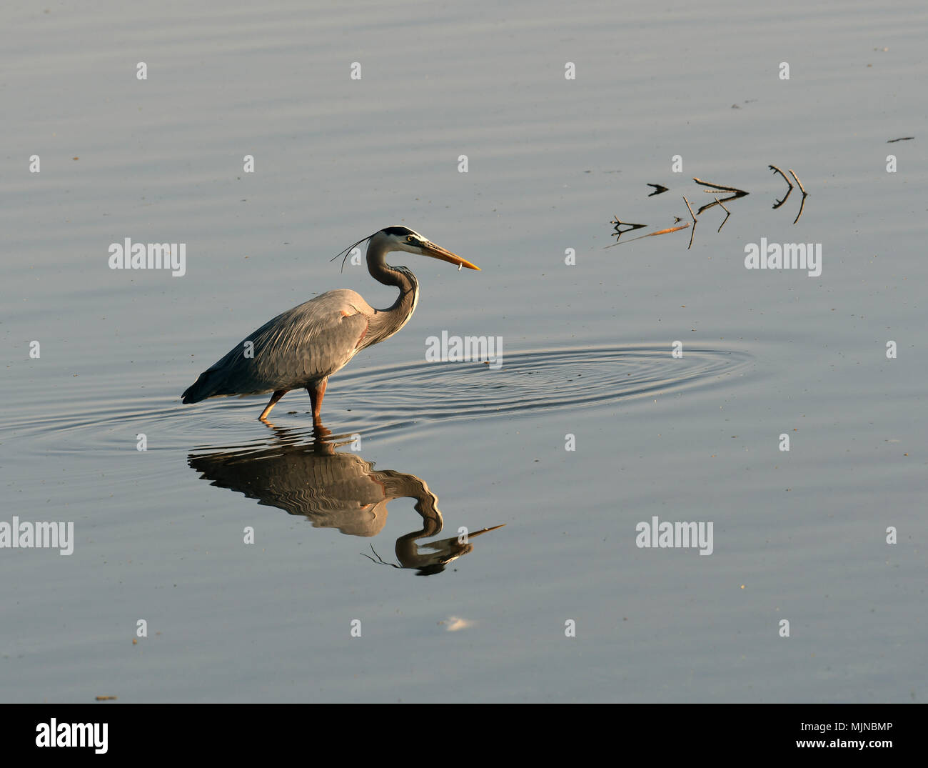 Great Blue Heron Reflexion im Wasser Stockfoto