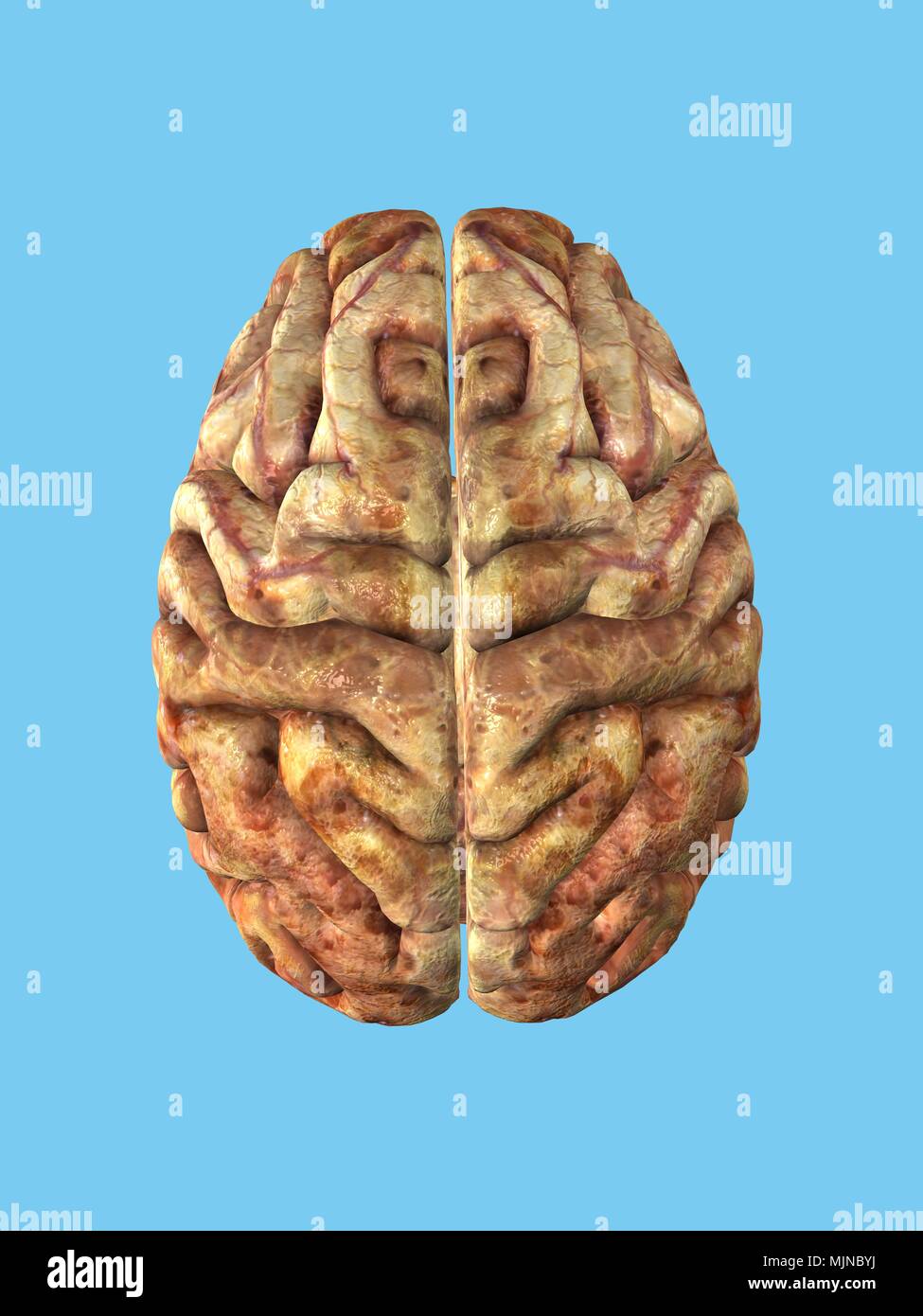 Menschliche Gehirn Stockfoto