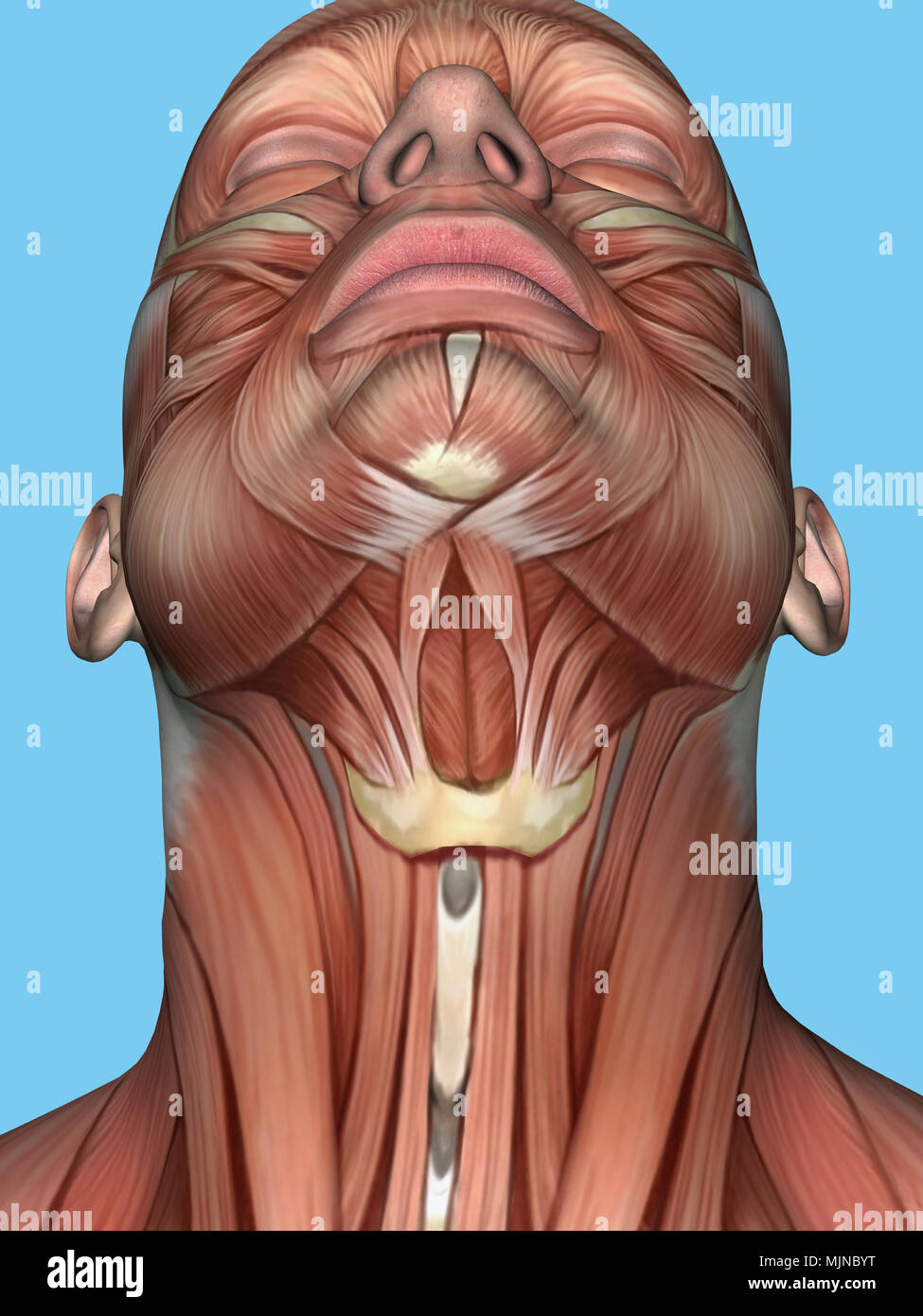 Anatomie des Gesichts und des Halses Muskel. Stockfoto