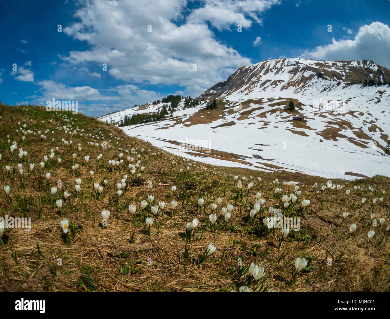 Schöne Schweiz berge Landschaft mit blühenden Krokusse Blumen  Stockfotografie - Alamy