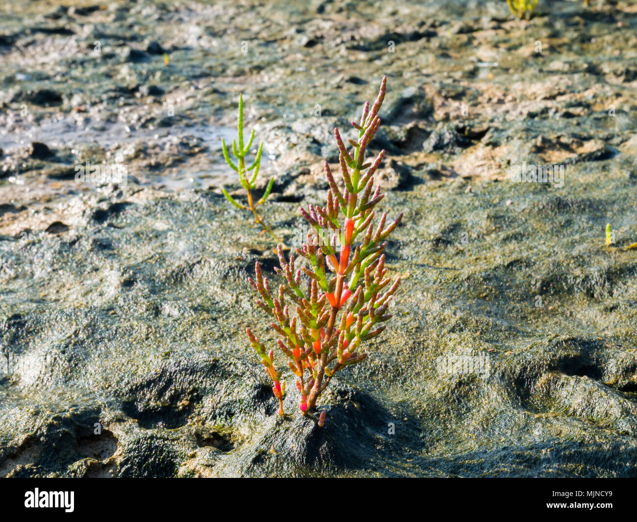 Junge kleine Heide oder Marsh queller Pflanze, Salicornia europaea, auf Watt Salzwiesen des Wattenmeeres, Schiermonnikoog, Niederlande wachsende Stockfoto