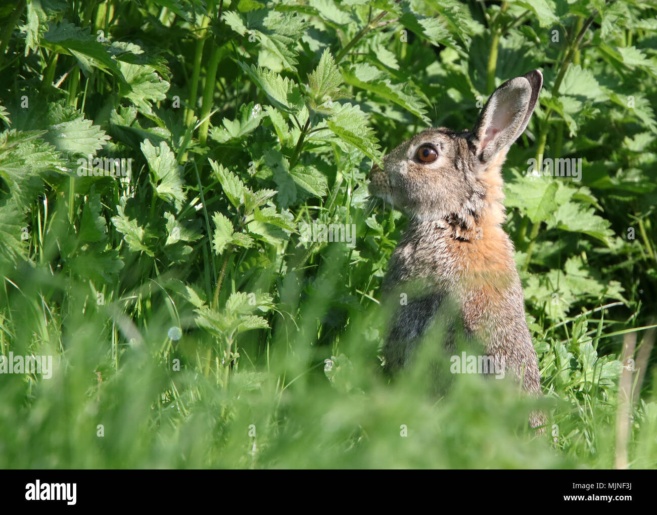 Mai 2018 - Wilde Kaninchen in ländlichen Somerset Stockfoto