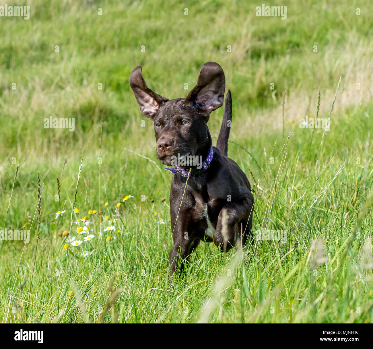 Brauner Hund läuft durch langes Gras mit riesigen Ohren prallte bis Stockfoto