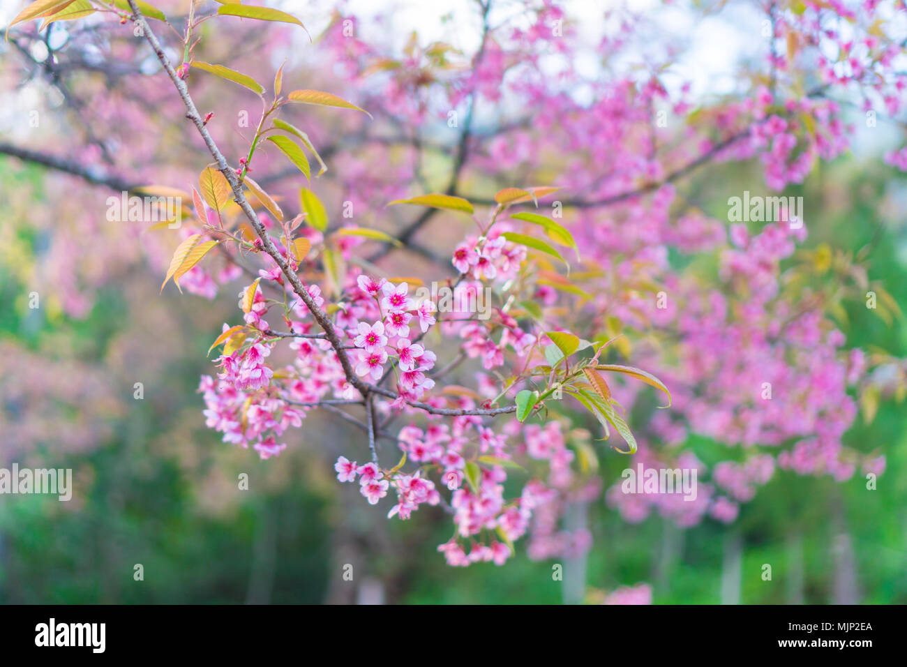 Bunte Farbe der Blume Baum im wilden Wald Stockfoto