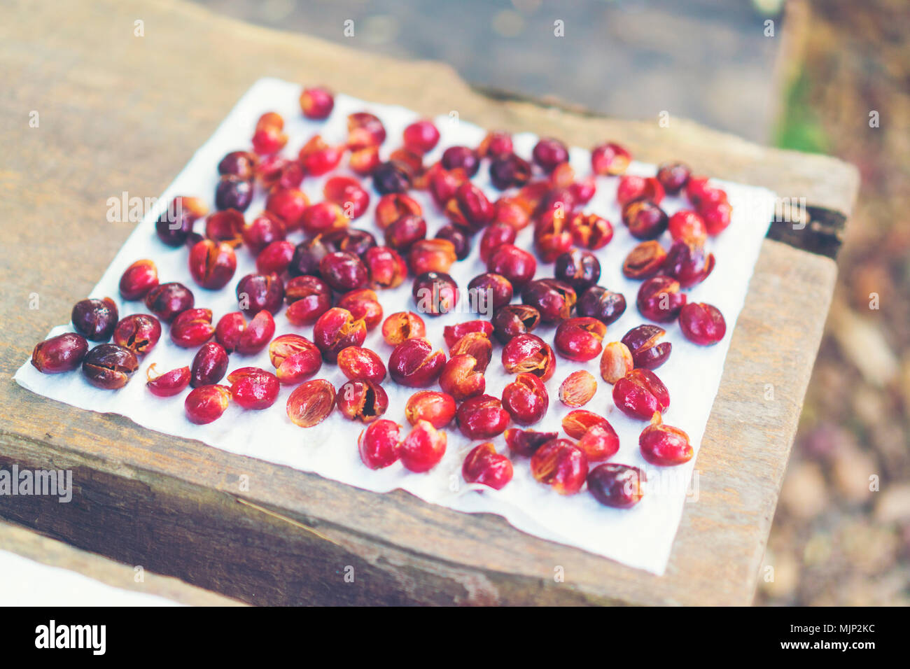 Red Cherry Kaffeebohnen trocknen in der Sonne Stockfoto