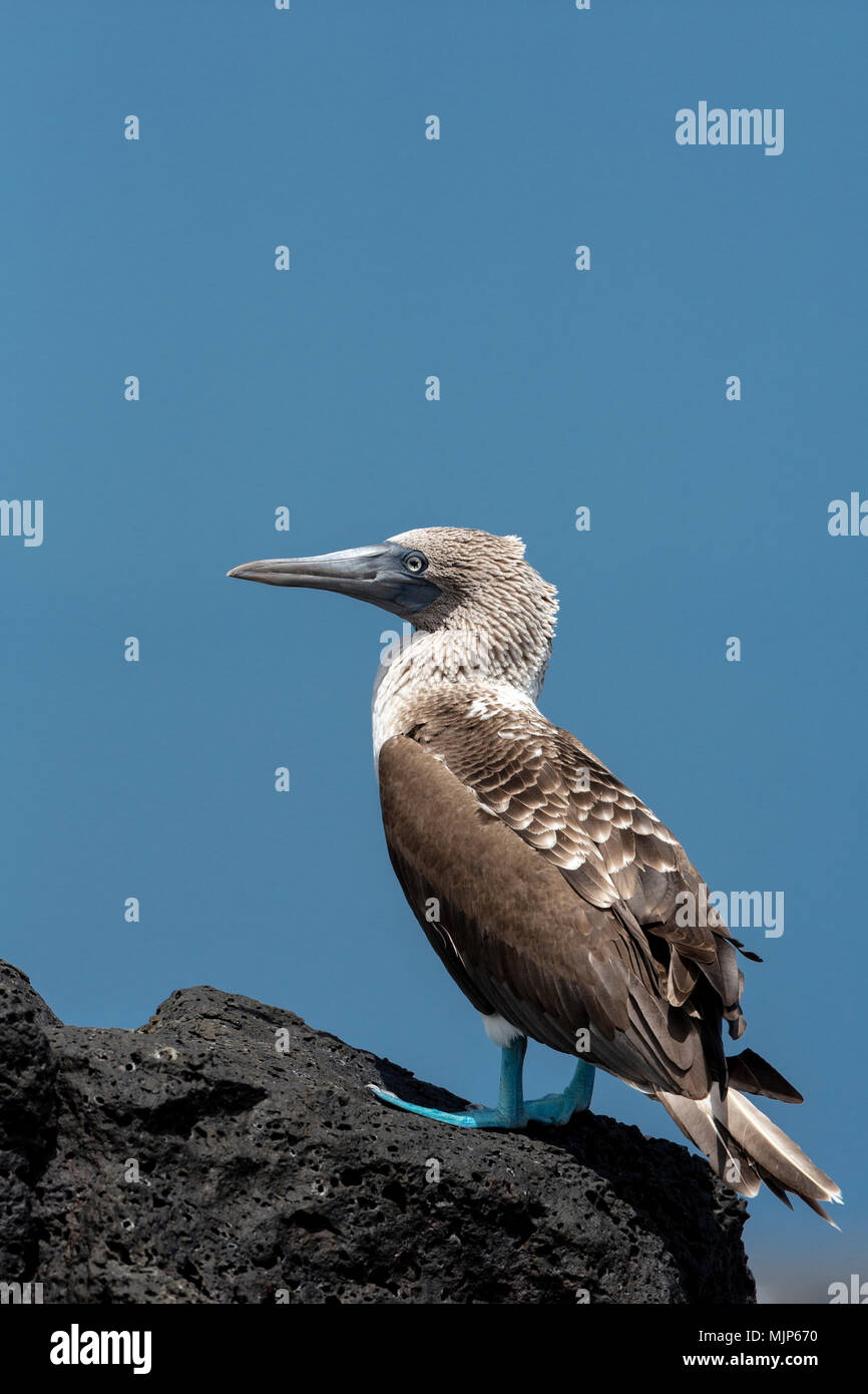 Blue-footed Booby (Sula nebouxii), Galapagos, Ecuador Stockfoto