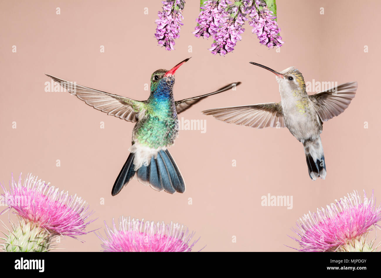 Hummingbird, Breit-billed, Madera Canyon, Arizona, USA Stockfoto