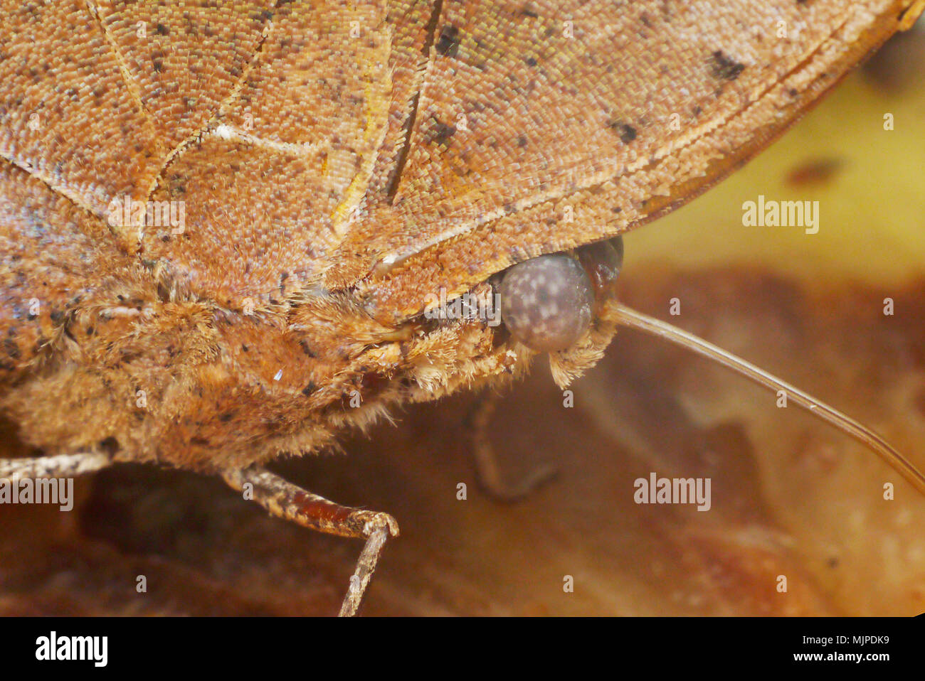 Nahaufnahme Schmetterling mit gestreiften Augen und Curly Rüssel Stockfoto