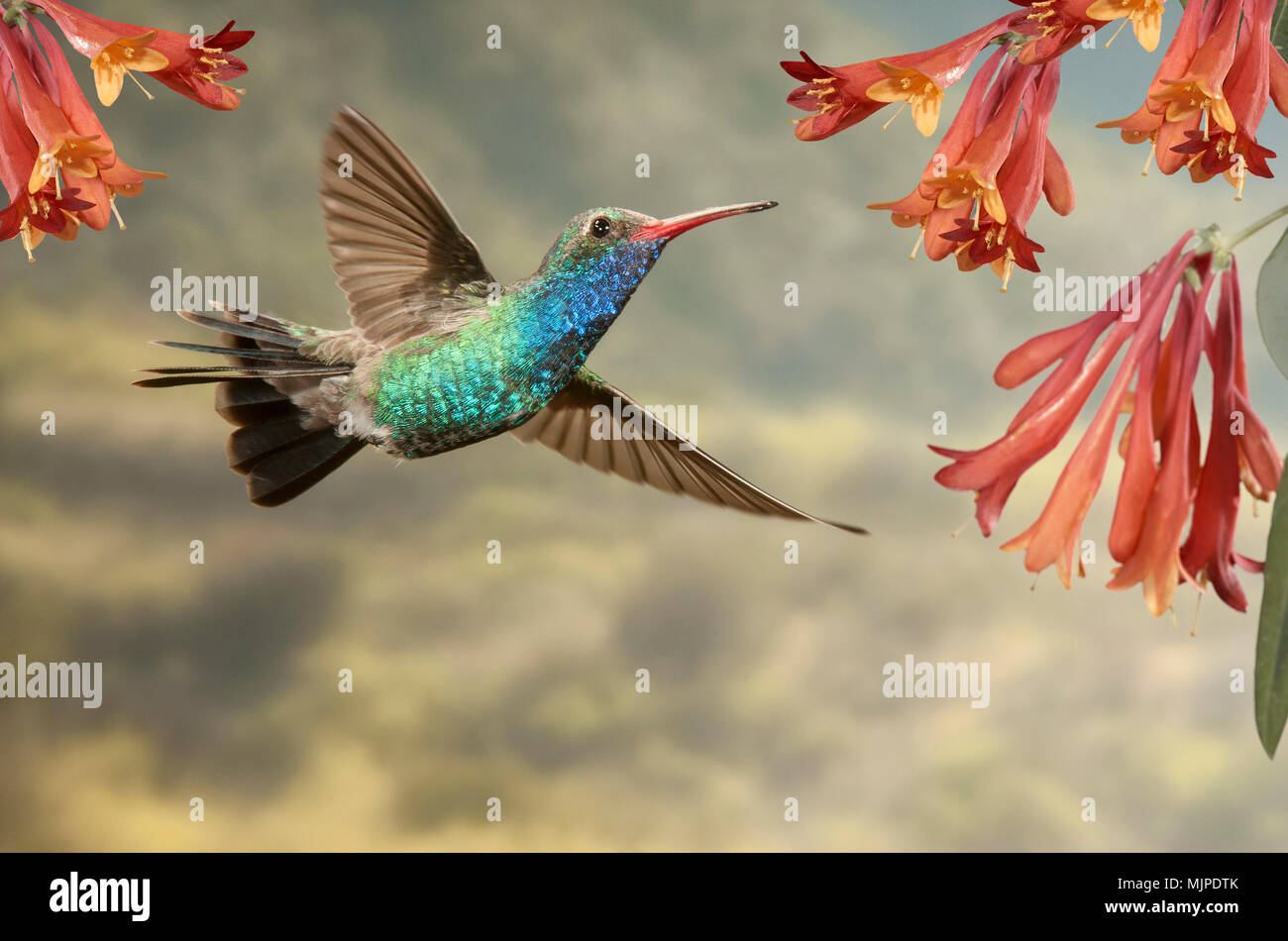 Hummingbird, Breit-billed, Madera Canyon, Arizona, USA Stockfoto