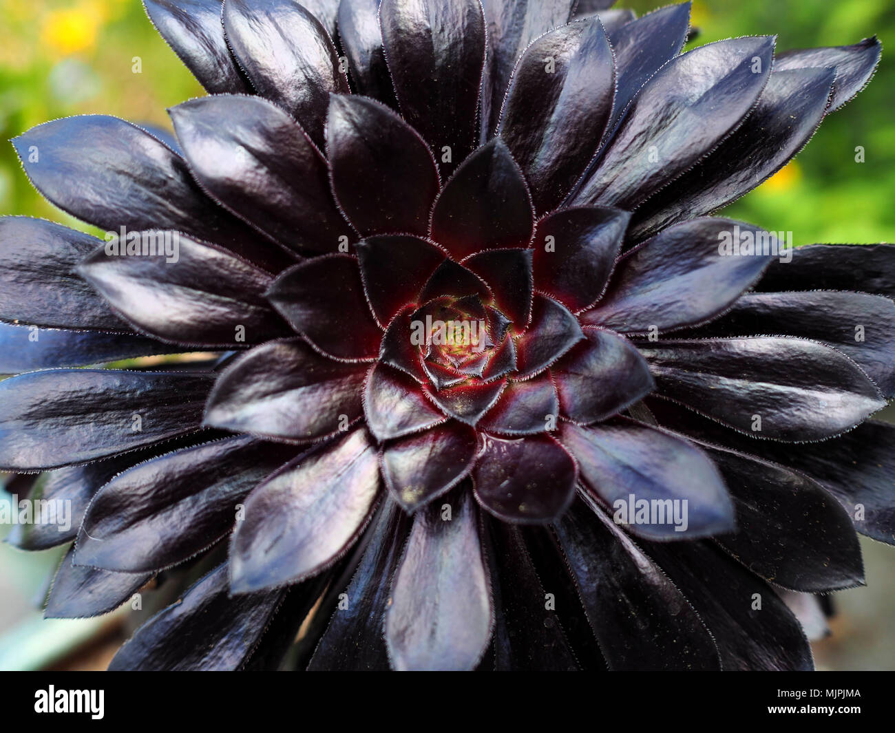 Aeonium arboreum Aeonium zwartkop, schwarzer Baum Pflanze Stockfoto