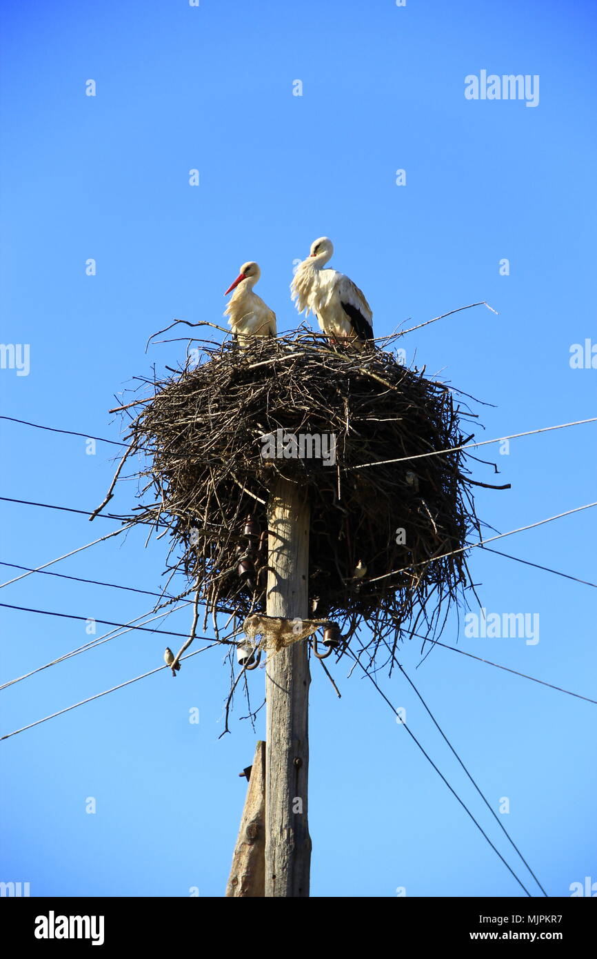 Paar Störche im Nest. Friedliche Vögel auf dem Hintergrund des blauen Himmels. Störche wieder in ihre Nester im Frühjahr. Zwei Bestände am Nest. Storchennest auf Stockfoto