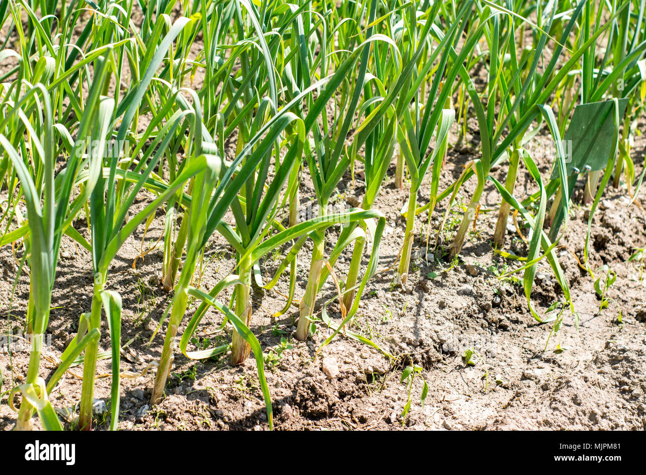 Knoblauch in der Landwirtschaft in Portugal Stockfoto