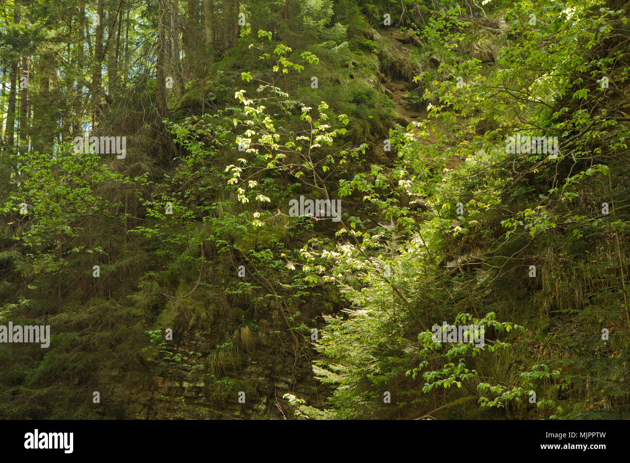 Berg in Ost Europa (Barania Góra) Weichsel Quelle region Stockfoto