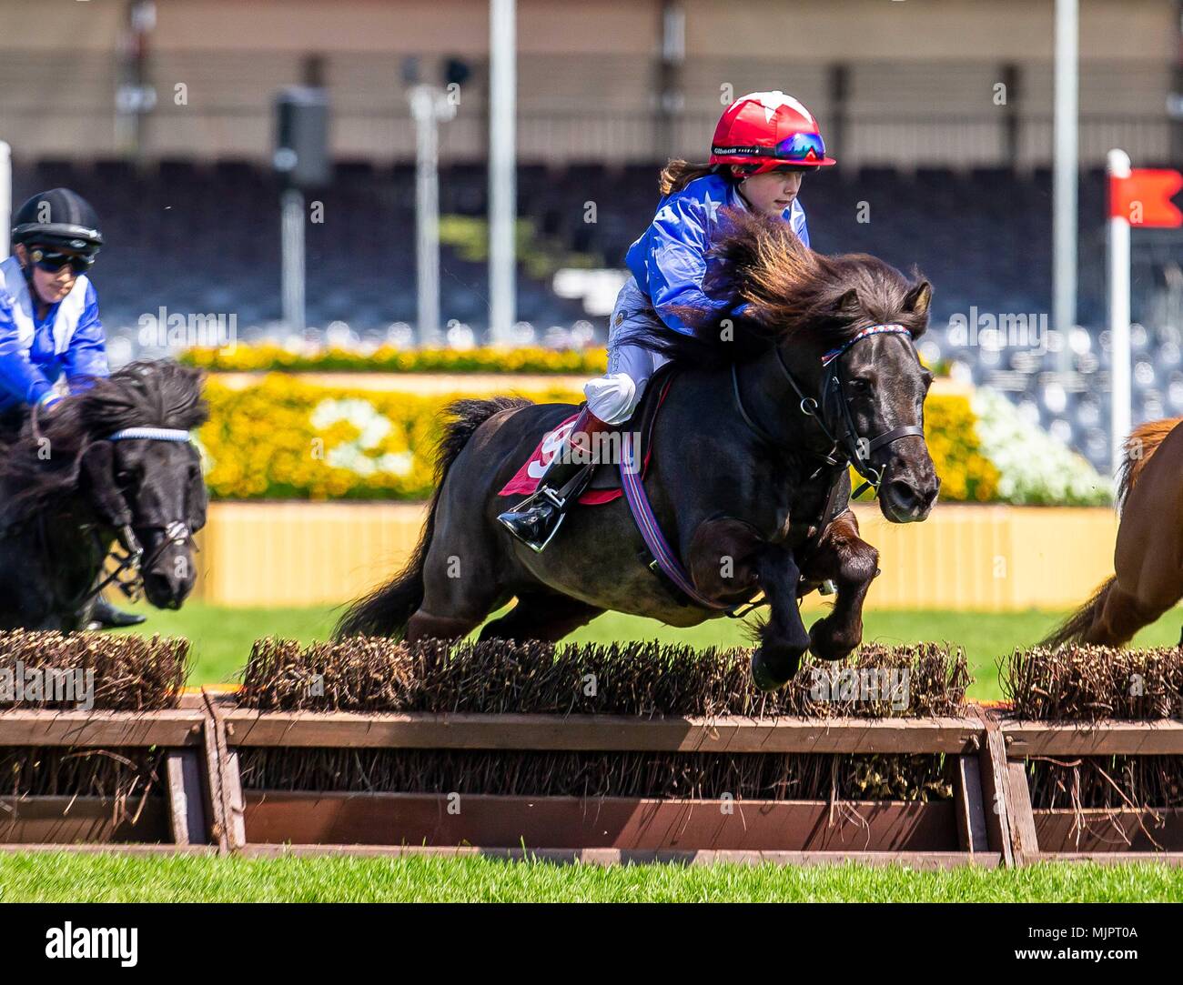 Badminton, Gloucestershire, UK, 5. Mai 2018. Cross Country. Shetland Grand National Final. Mitsubishi Badminton Horse Trials. Badminton. UK. 05.05.2018. Credit: Sport in Bildern/Alamy leben Nachrichten Stockfoto