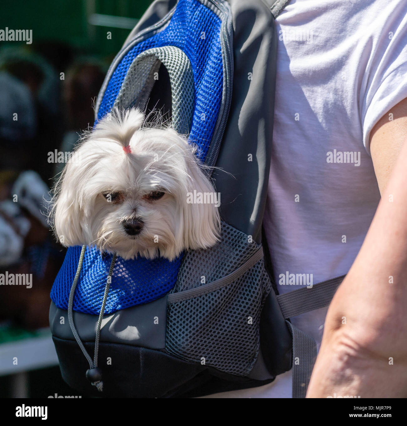 Brentwood, Essex, 6. Mai 2018 ein Hund dauert eine Fahrt in einen Rucksack, in den Alles über Hunde zeigen, Brentwood Essex Credit Ianh Davidson/Alamy leben Nachrichten Stockfoto