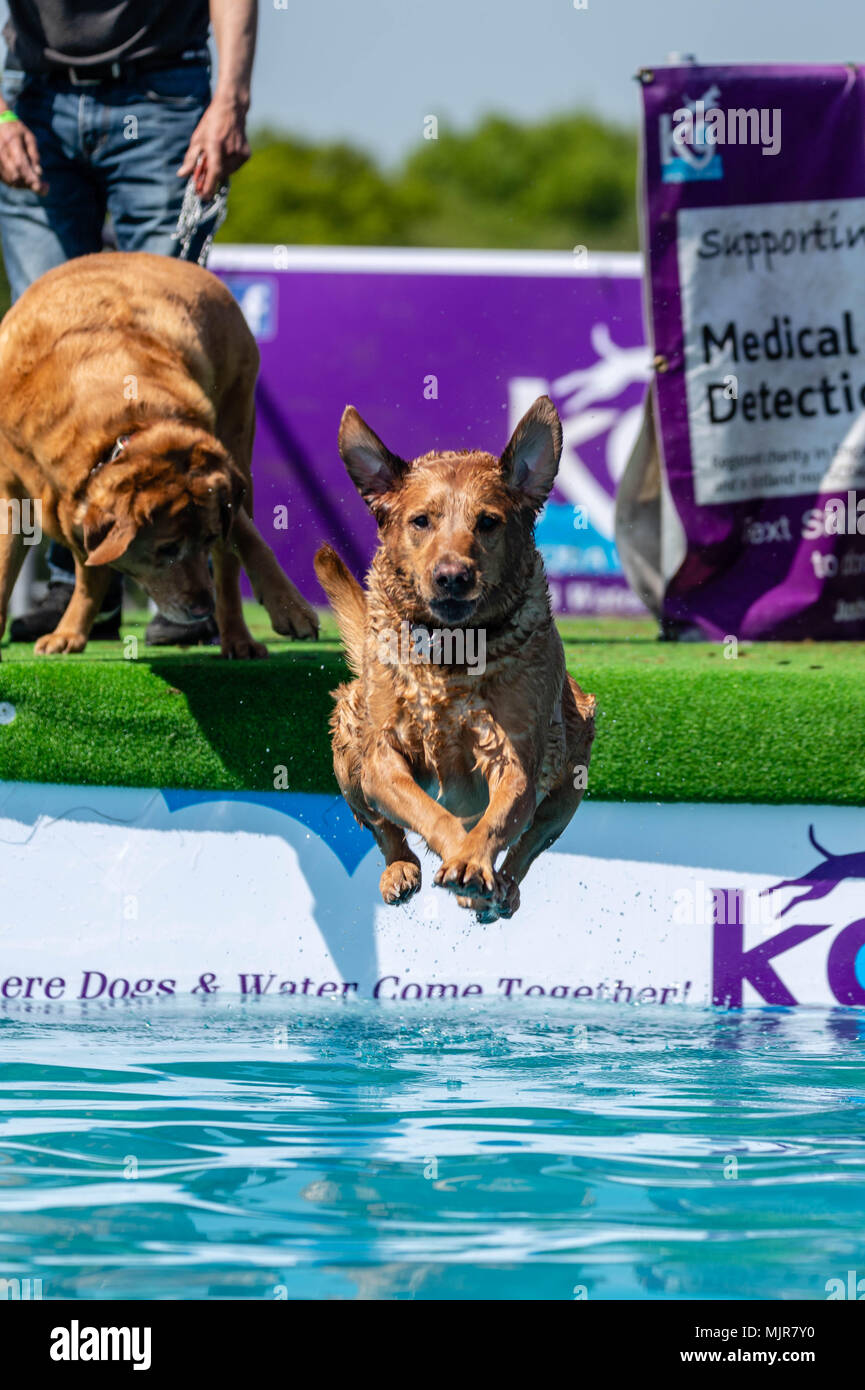 Brentwood, Essex 6. Mai 2018 Wetter ein Hund Tauchgänge in den Pool an einem heißen Tag, an dem alles über Hunde zeigen, Brentwood, Essex Credit Ian Davidson/Alamy leben Nachrichten Stockfoto