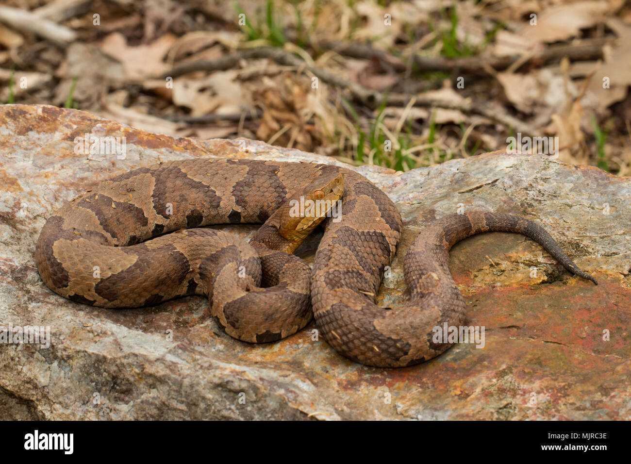 Nördlichen Copperhead - Agkistrodon Contortrix mokasen Stockfoto