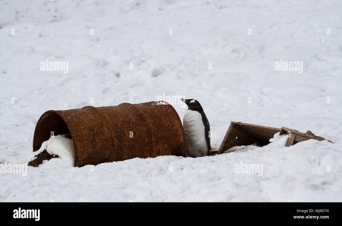 Ein gentoo Penguin (Pygoscelis papua) Neben rostigen Fässern auf einem verschneiten Ufer, Mikkelsen Hafen, Antarktis Stockfoto