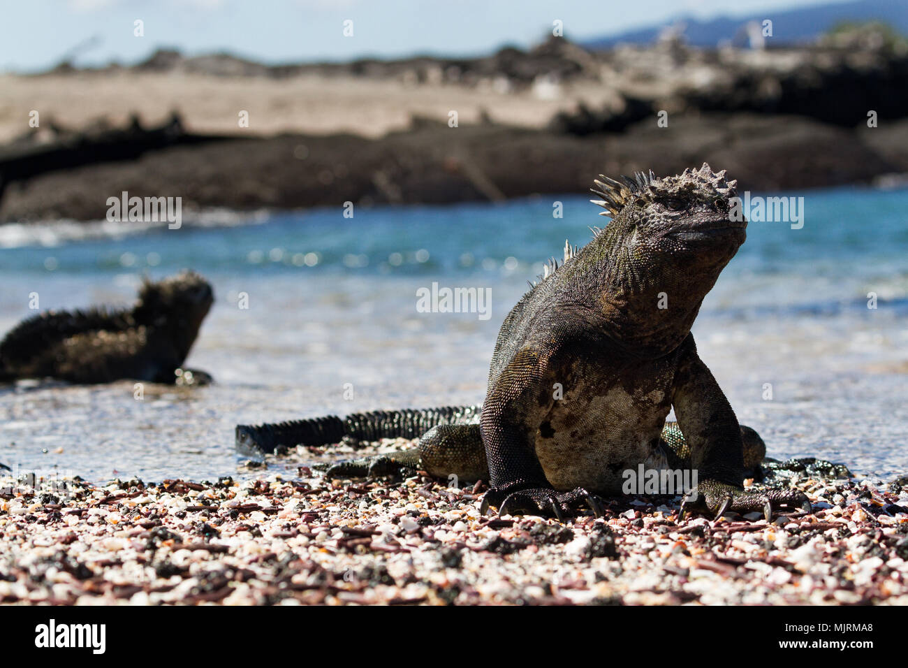 Große männliche Galapagos Mariner Leguan (Amblyrhynchus cristatus) zu Fuß auf einem Strand mit einer anderen Iguana im Meer im Hintergrund, Fernandina Insel, G Stockfoto