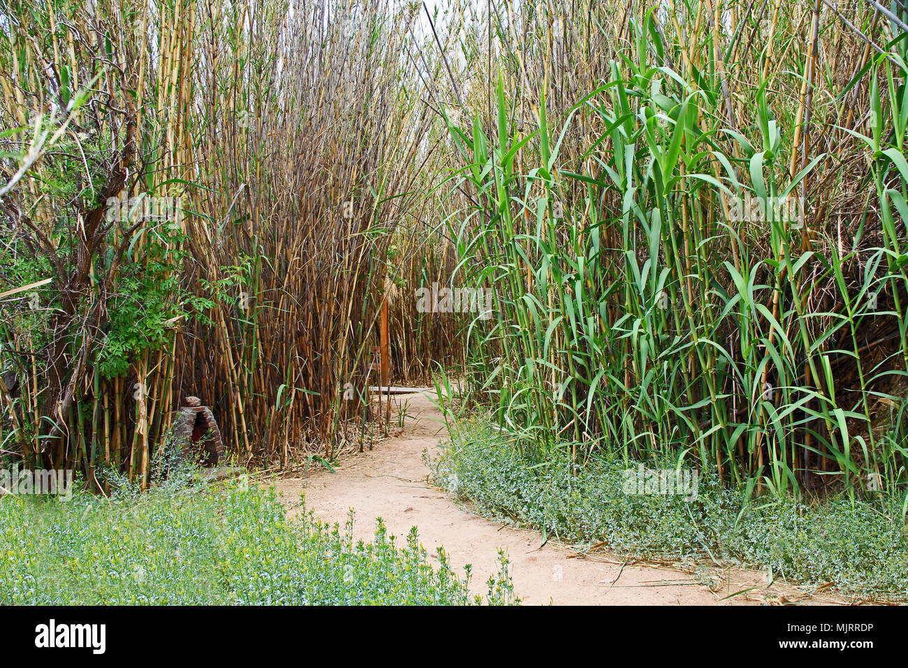 Wanderweg und Grotte in Las Lagunas de Anza Feuchtgebiete Stockfoto