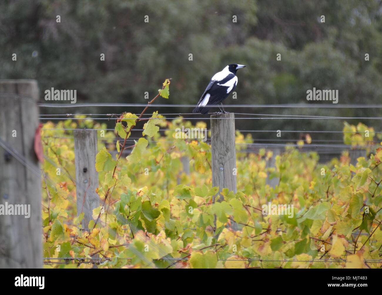 Magpie Vogel auf einem Post zwischen den Reben im Weinberg in Australien Stockfoto