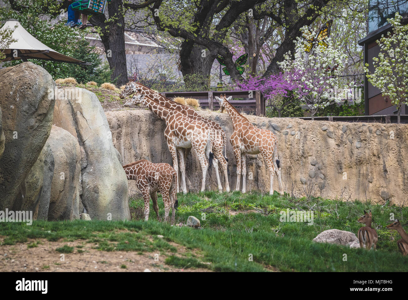 Omaha's Henry Doorly Zoo und Aquarium Stockfoto