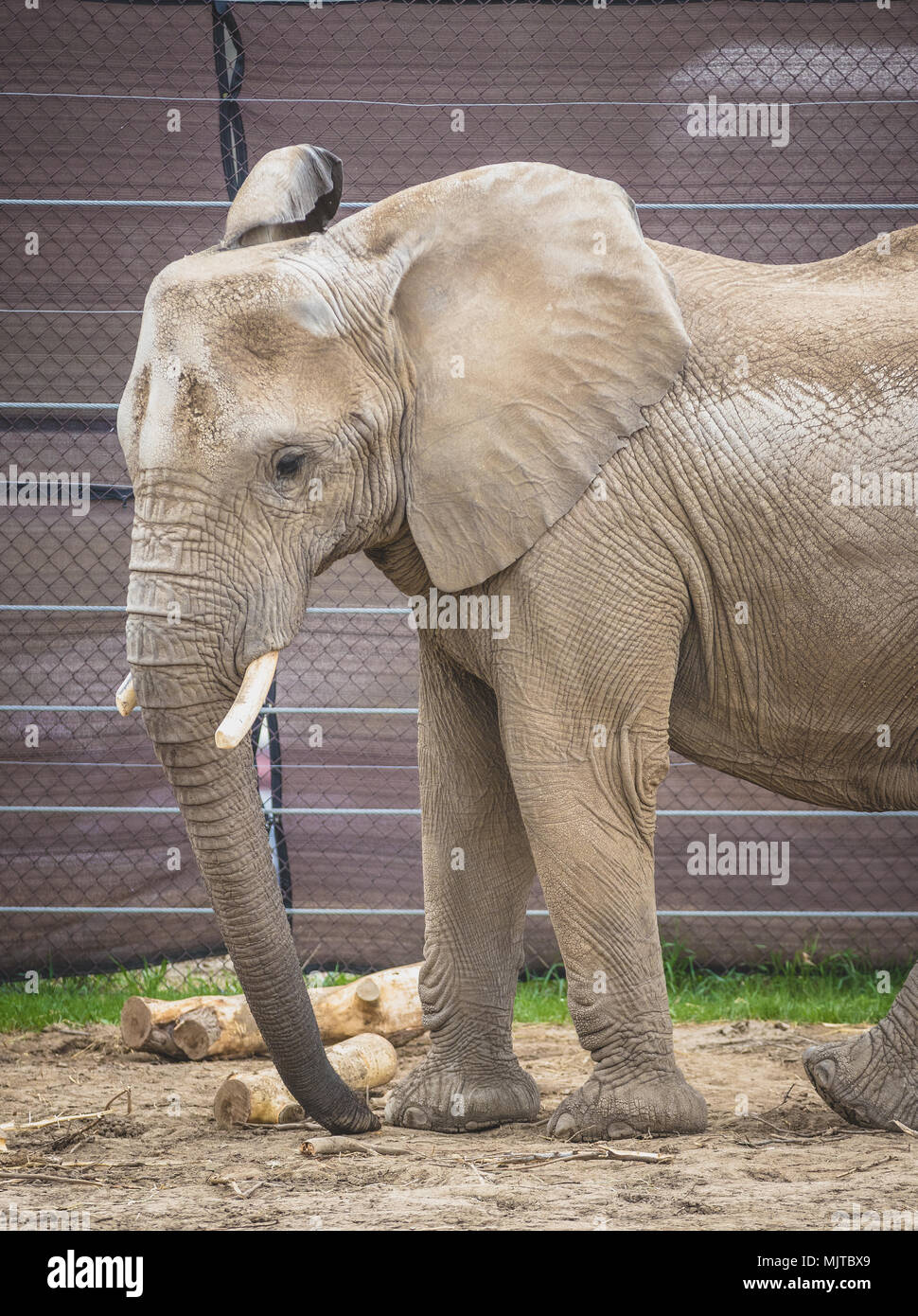 Omaha's Henry Doorly Zoo und Aquarium Stockfoto