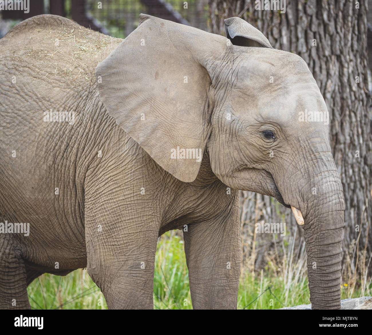 Omaha's Henry Doorly Zoo und Aquarium Stockfoto